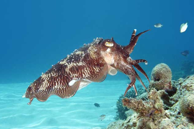 纲,其中一些物种已灭绝,另一些物种则是常见的头足类生物,如鱿鱼,乌贼