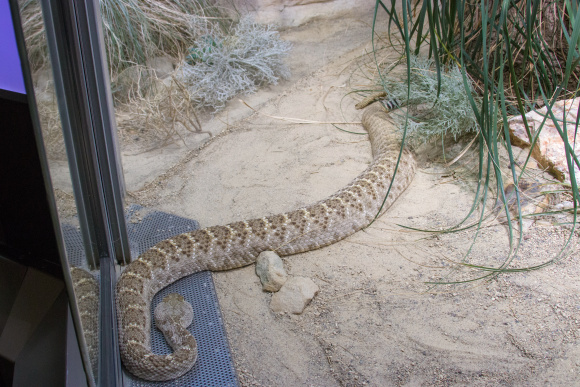  p>西部菱斑响尾蛇(学名: i>crotalus atrox /i>):平均体长91-122厘米
