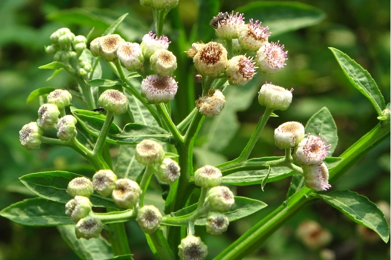  p data-id="taefz8bjvcjj">翼齿六棱菊,是菊科六棱菊属的多年生草本