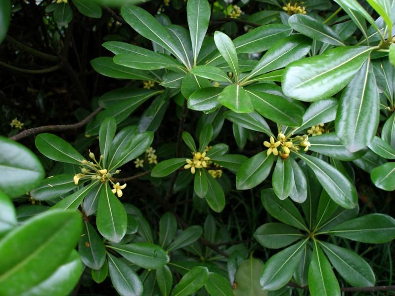 schefflera bodinieri