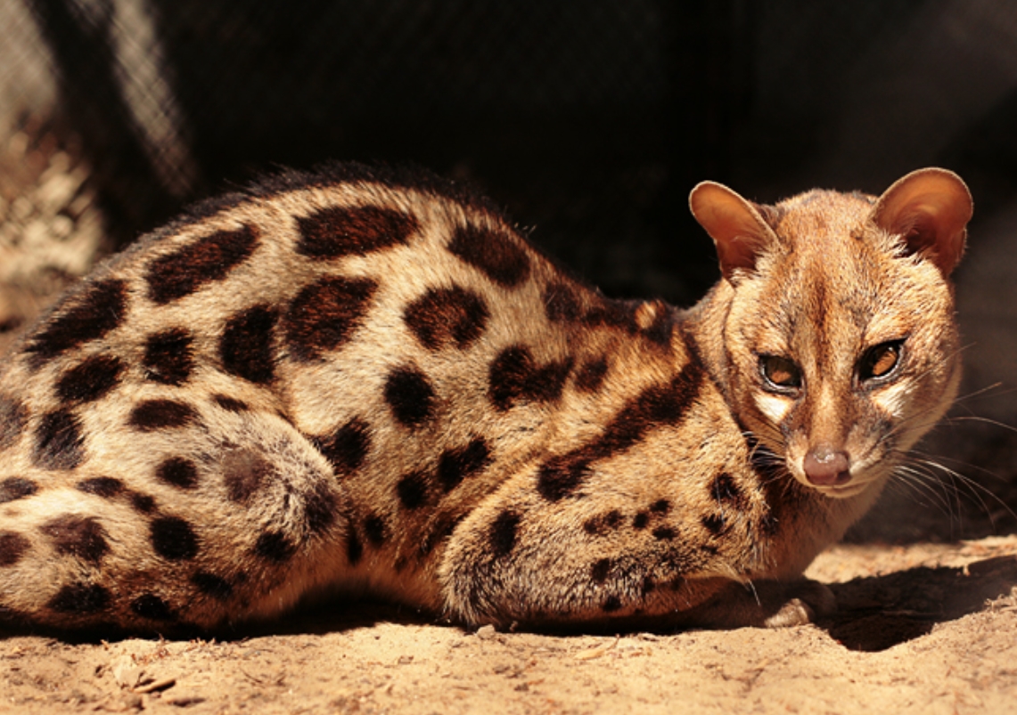 african civet