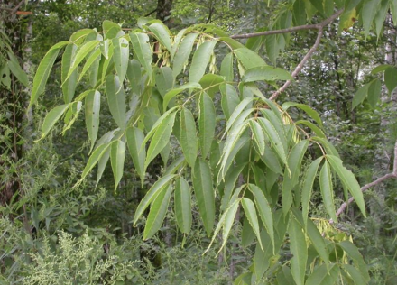 水曲柳（木犀科梣属植物）_百度百科