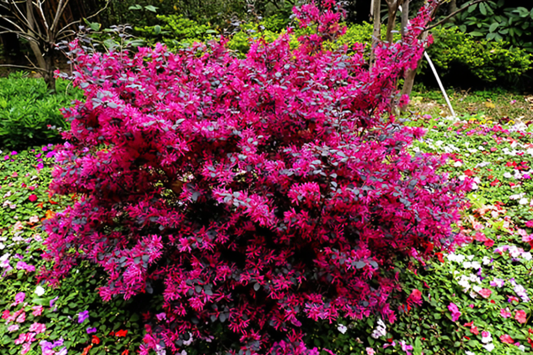 红花檵木大叶红