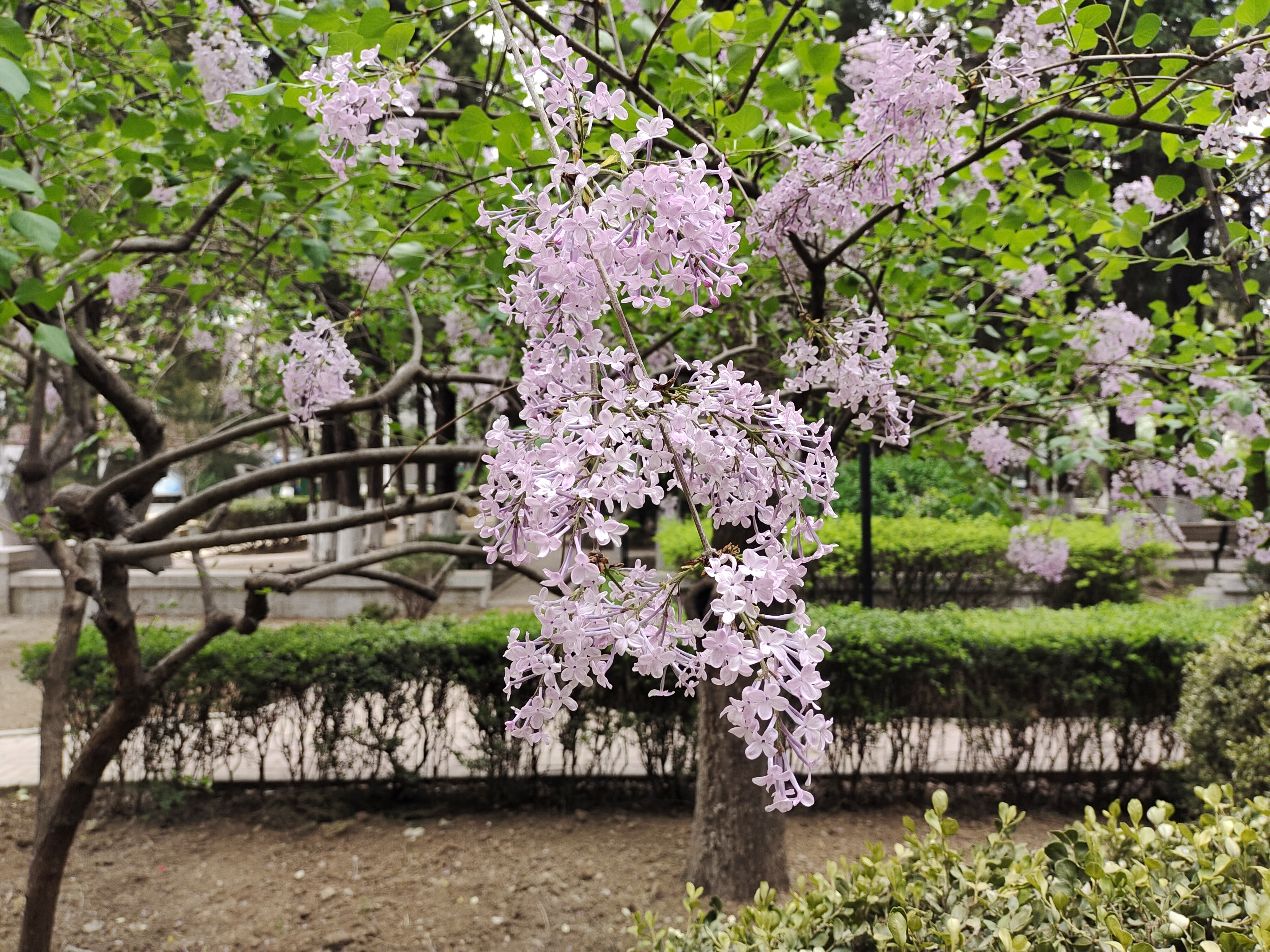  p data-id="tzb3otokcvdz">紫丁香( i>syringa oblata /i> lindl.