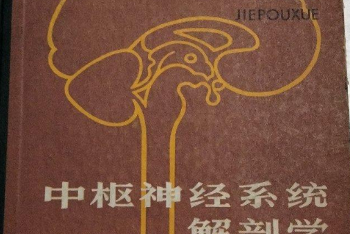 中枢神经系统解剖