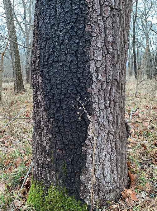  p>黑胡桃(学名: i>juglans nigra /i> l.)是胡桃科,胡桃属植物.