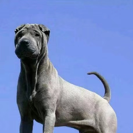 " data-lemmaid="219665">标准 /a>为hkka(hong kong and kowloon