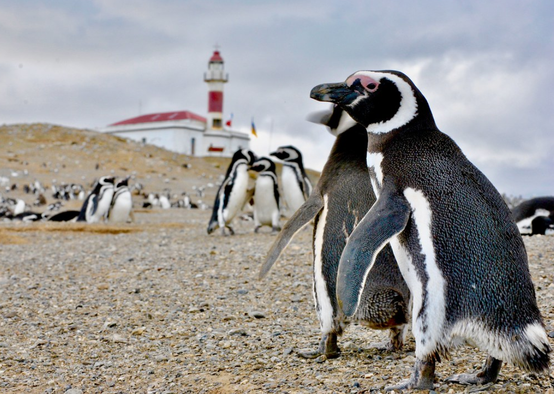 spheniscus magellanicus