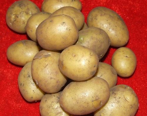  p>牙克石马铃薯,内蒙古自治区呼伦贝尔市特产,中国国家地理标志产品.