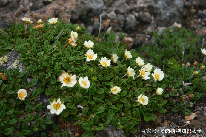 寿命高达100余年，珍惜古老的植物——仙女木_百科TA说