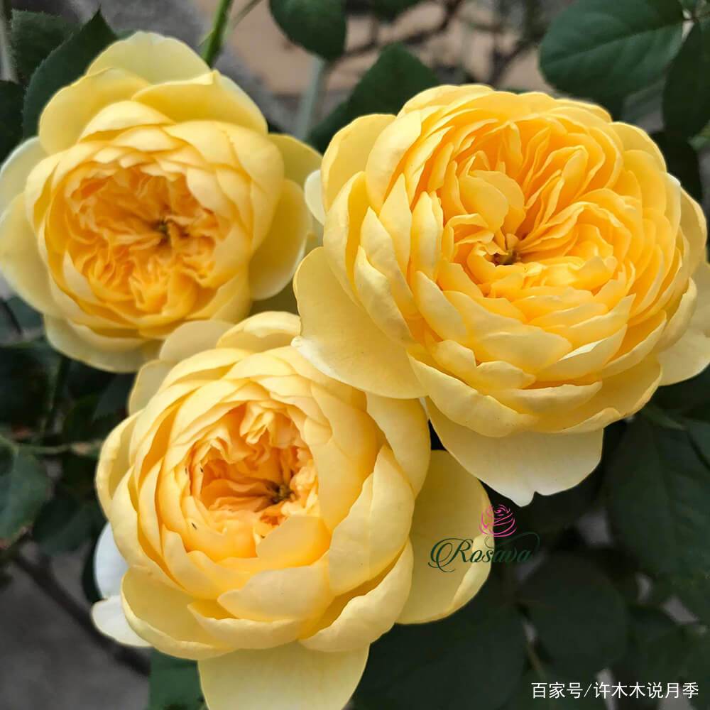 25款勤花又好养的月季品种推荐 新手一定要来一颗 盆栽地栽都行 百科ta说