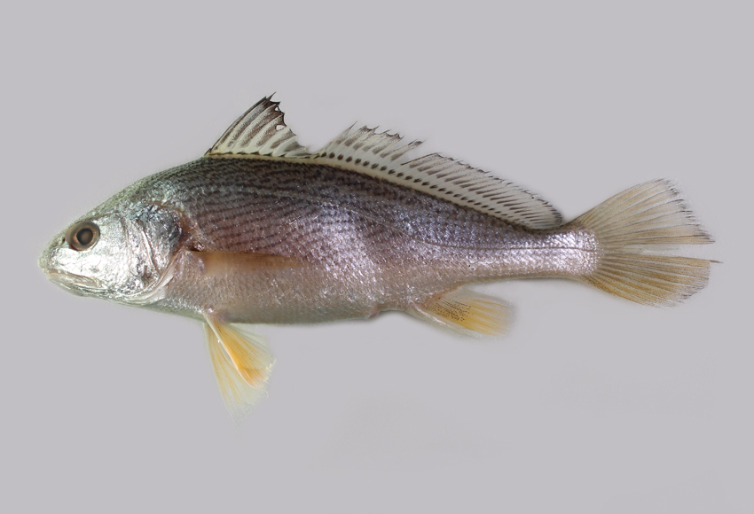  p>黄姑鱼(学名: i>nibea albiflora) /i>是石首鱼科,黄姑鱼属鱼类.