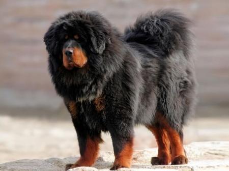 藏獒（起源于中国西藏的大型犬类）_百度百科