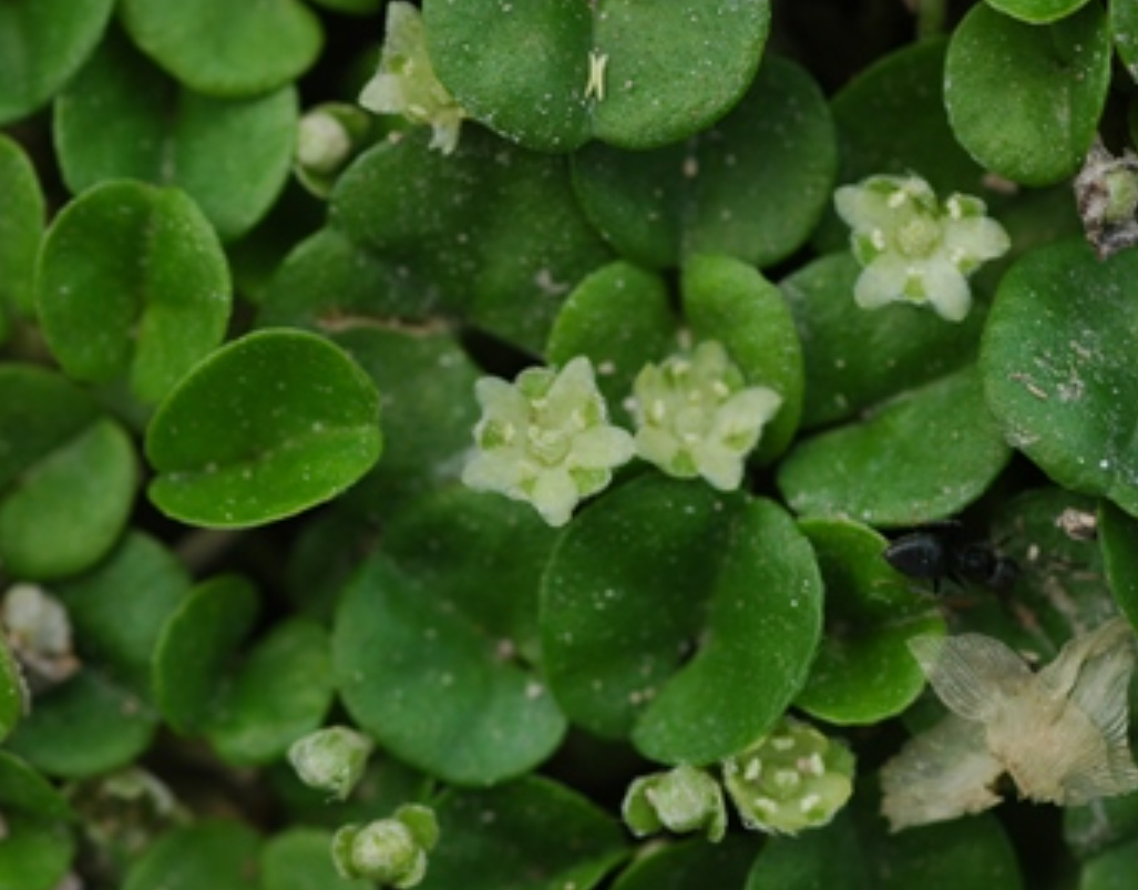  p data-id="txtinijjyhfi">马蹄金是旋花科马蹄金属多年生草本植物.