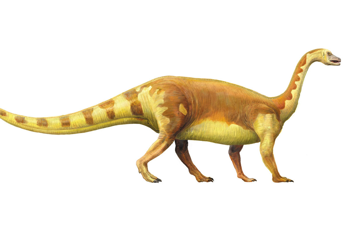 eucnemesaurus)是种基础 a target="_blank" href="/item/蜥脚形亚目