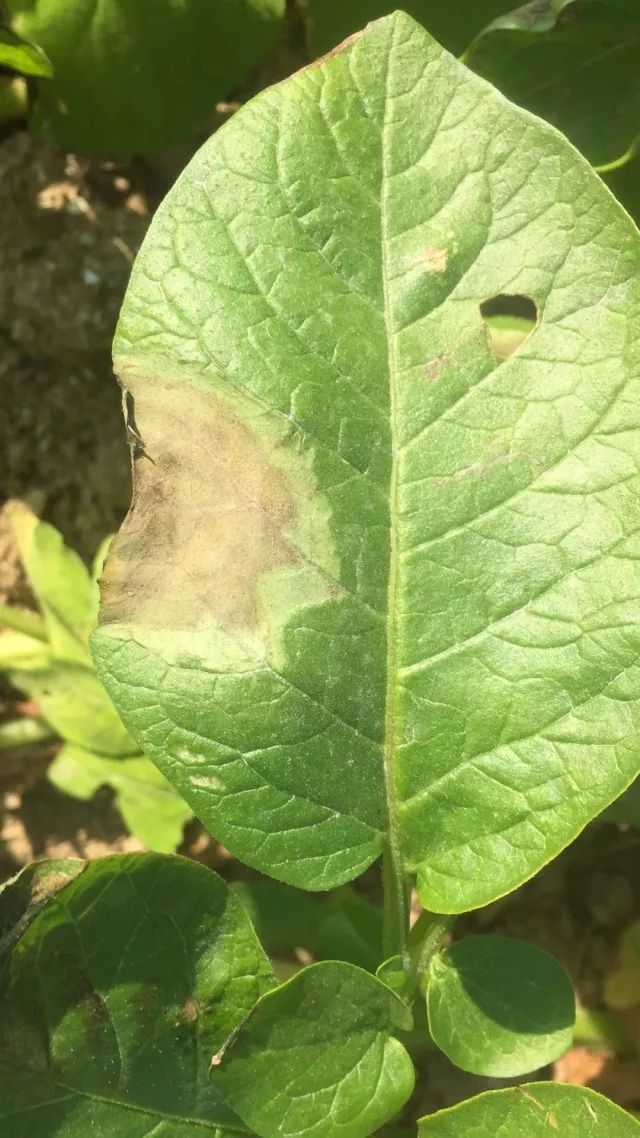 马铃薯晚疫病