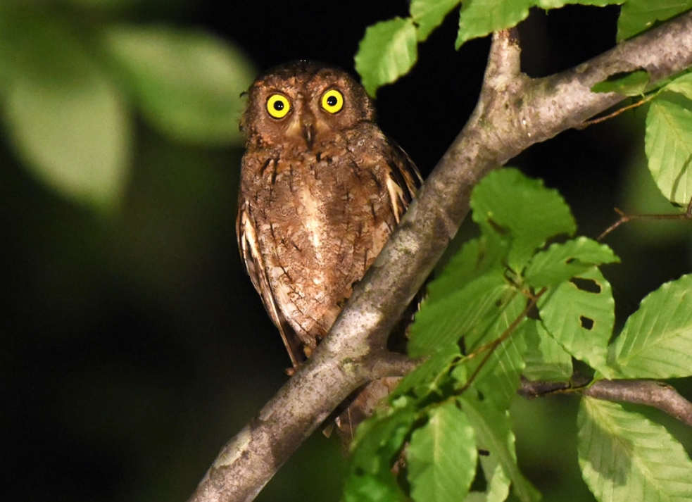 oriental scops-owl