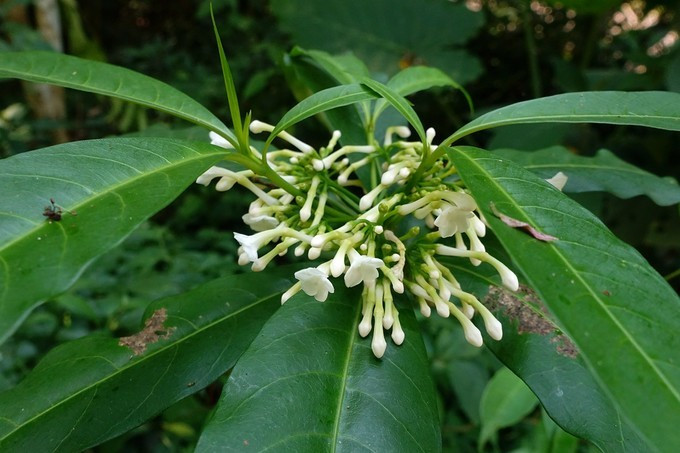  p>鸡爪簕属( a target="_blank" href="/item/学名">学名 /a>:oxy