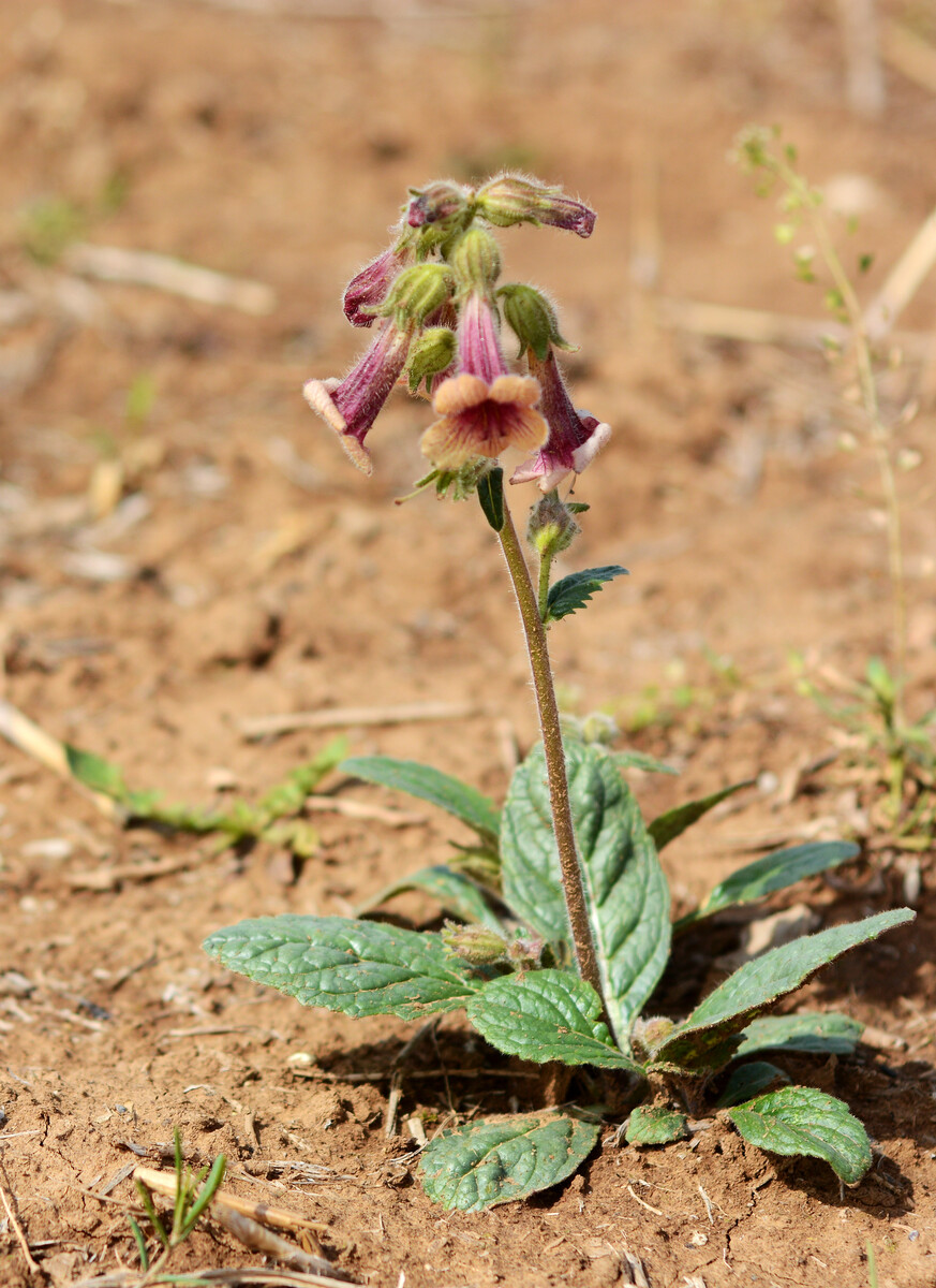 libosch. ex fisch. et mey.)是列当科地黄属多年生草本植物.