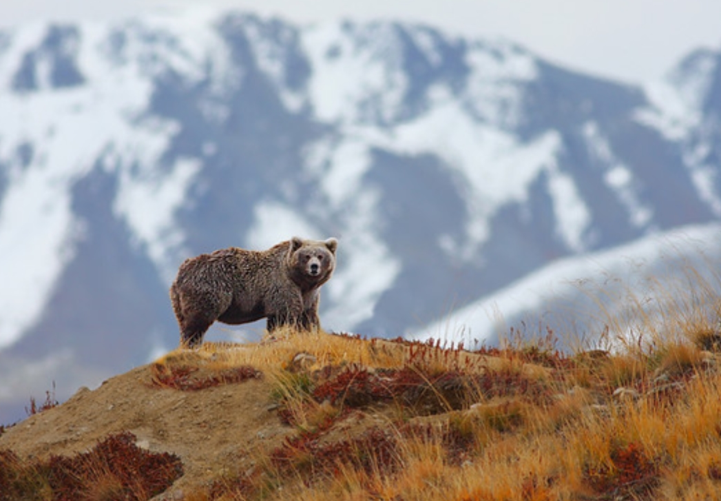  p>喜马拉雅棕熊(学名: i>ursus arctos isabellinus /i>):是熊科,熊