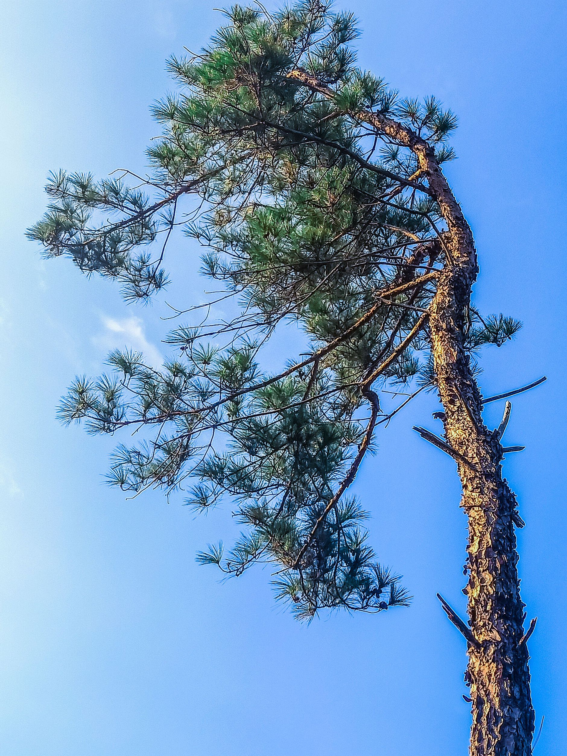 马尾松卫闽资源079