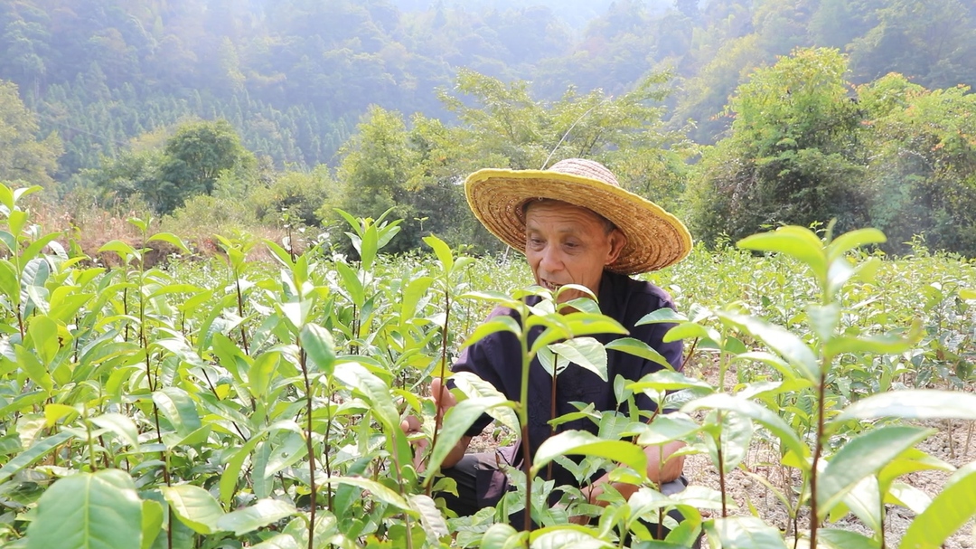 id="t94jhqcjot1y"> a target="_blank" href="/item/湖南省/293174"