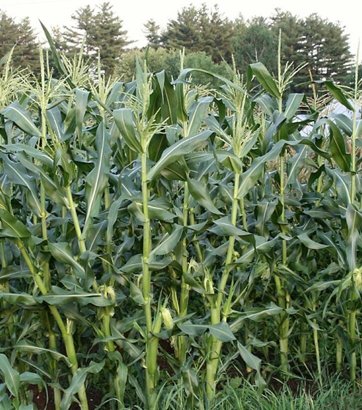 data-lemmaid="2458872">禾本科 /a>玉蜀黍属一年生草本作物植物,属于