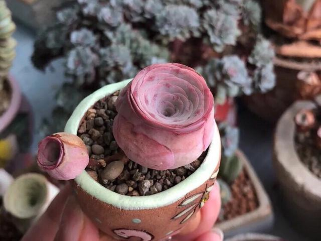 多肉植物原来也有自己的花语 7款代表爱情普货品种 您养了吗 百科ta说