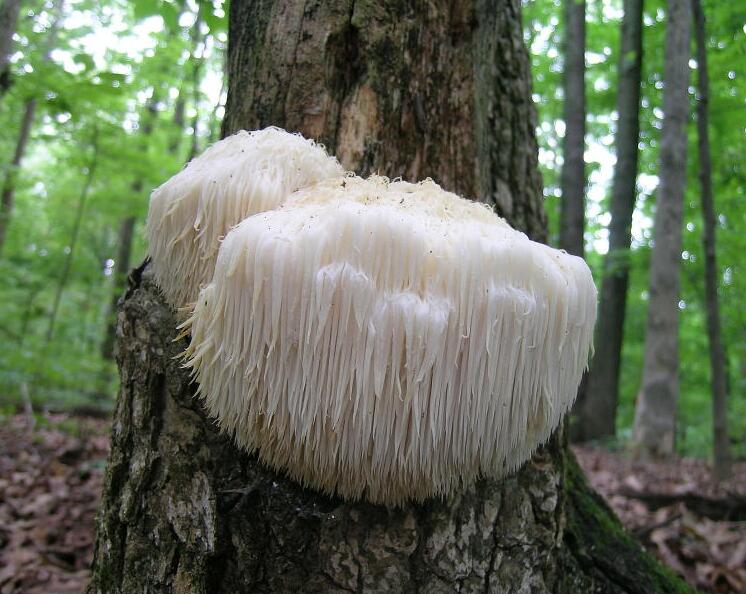 pers.)是齿菌科,猴头菇属真菌.