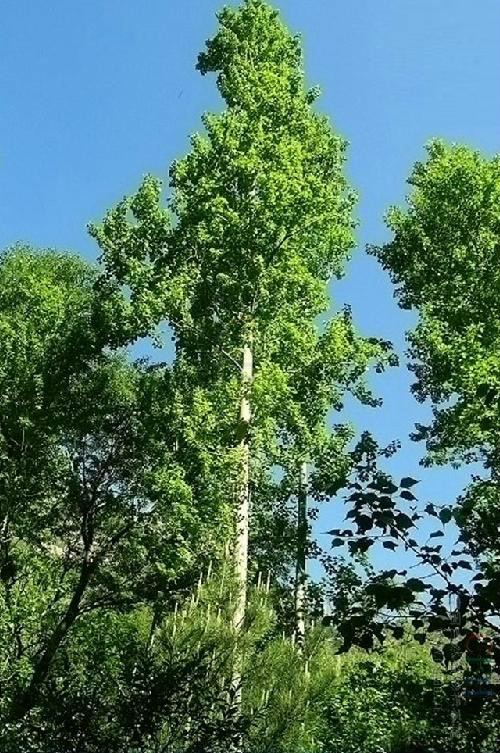  p>青杨(拉丁学名: i>populus cathayana  /i> a href="#">rehd.