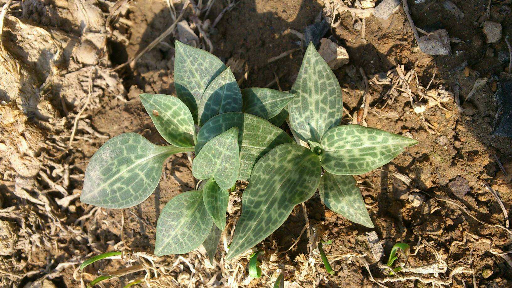  p>斑叶兰属 i>(goodyera /i>r.br.