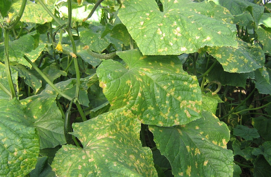 黄瓜花叶病毒病