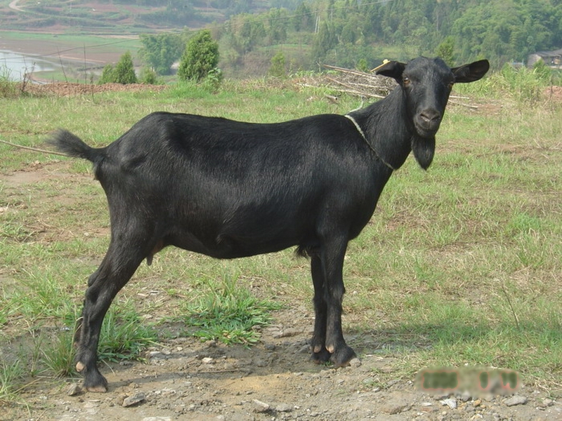 属于肉皮兼用型地方优良山羊品种,2003年,被