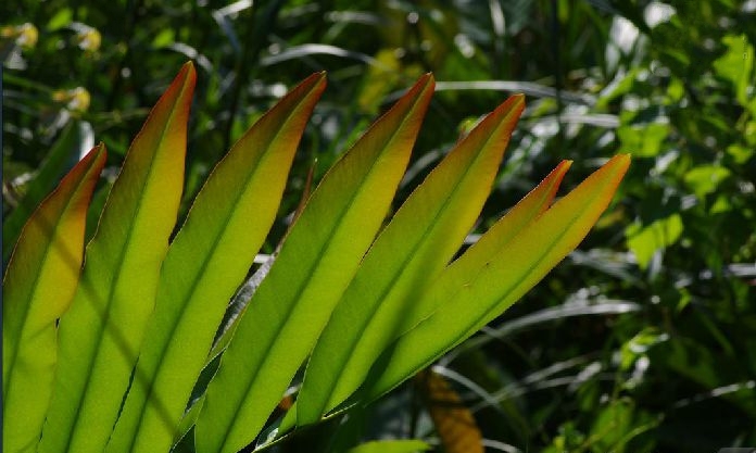 是卤蕨科,卤蕨属海岸沼泽植物.