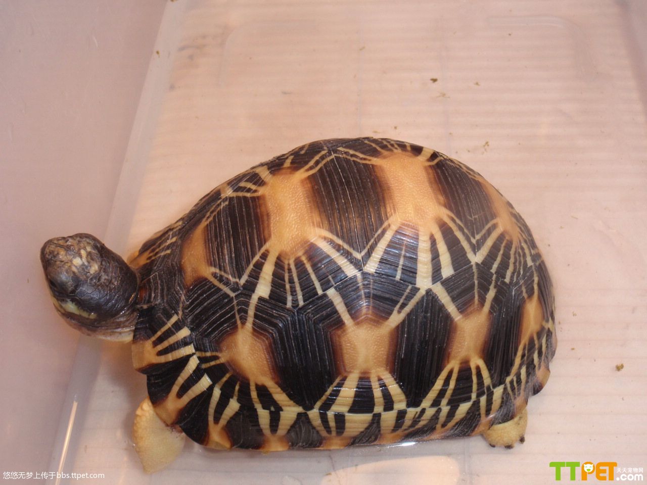  p data-id="gnvk2jivml">辐射陆龟又叫 a target="_blank" href="