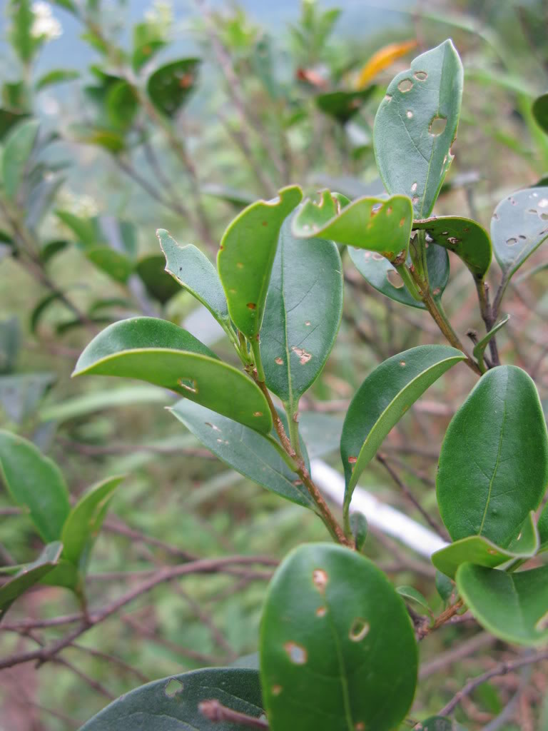 target="_blank" href="/item/女贞属