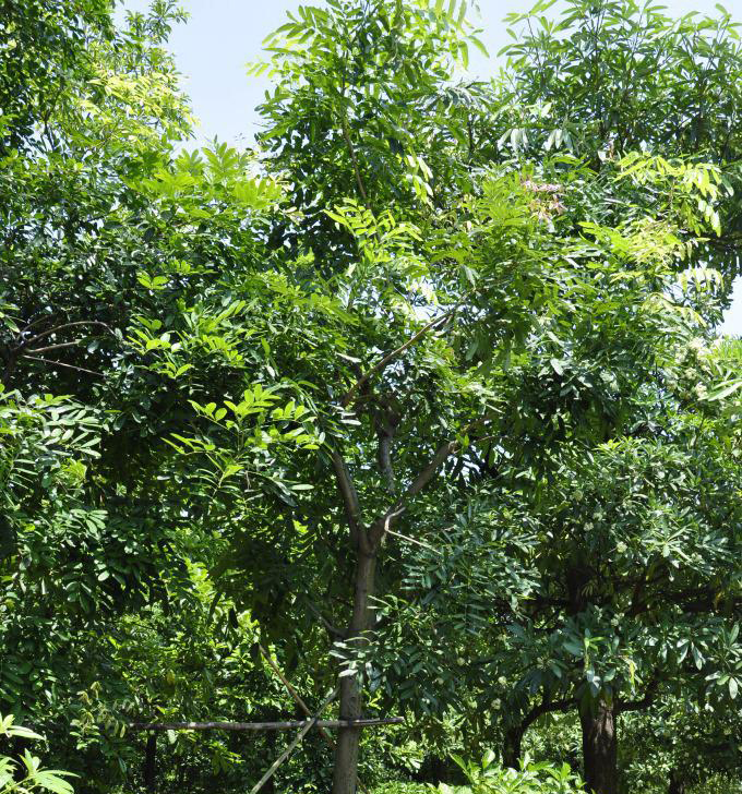 墨西哥桃花心木