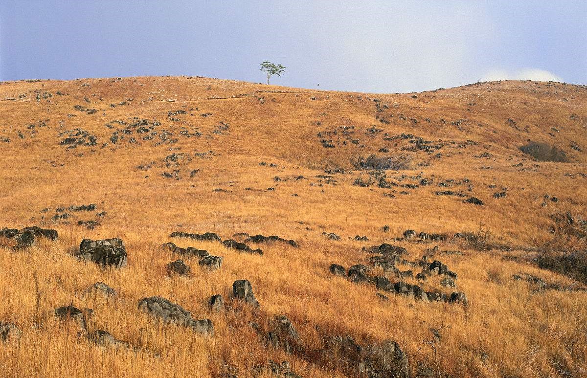  p>黑色石灰土是我国南方石灰岩山地丘陵地区广泛分布的一种岩性土