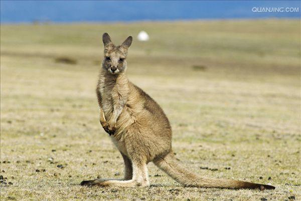  p> b>东部灰大袋鼠 /b>( a target="_blank" href="/item/学名