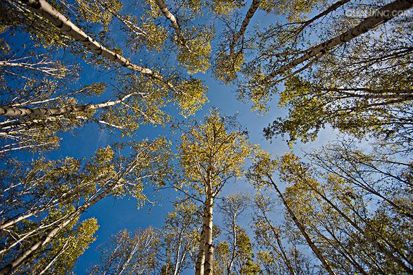  p>桦树是桦木属植物的通称.