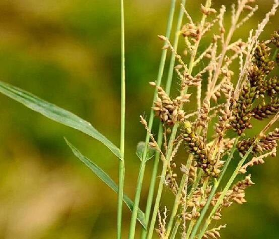 echinochloa frumentacea (roxb. ) link