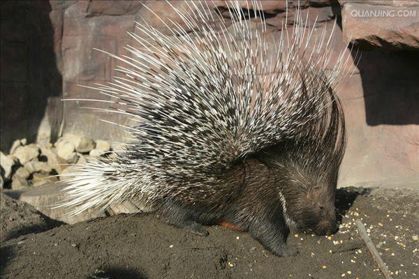  p>豪猪科(学名: i>hystricidae /i>): a href="#" data-lemmaid="