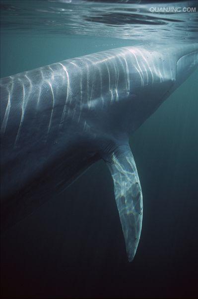  p>长须鲸(学名:balaenoptera physalus),又名长箦鲸,鳍鲸,长绩鲸,是