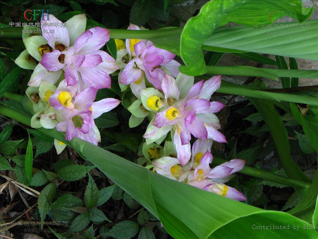 为姜科植物 a target="_blank" href="/item/温郁金curcuma rcenyujin