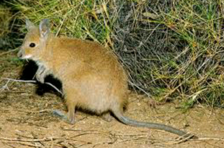  p>蓬毛兔袋鼠又名西部兔袋鼠,是澳大利亚一种细小的有袋类,是最细小