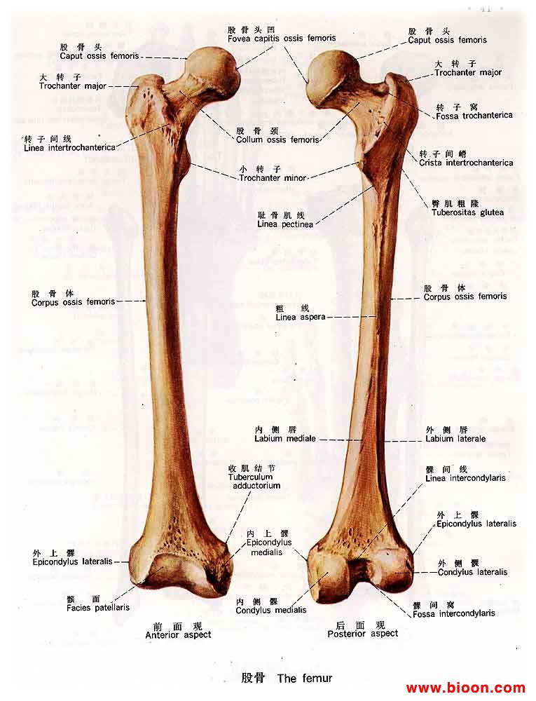  p data-id="gnwjk1lcem">股骨也就是大腿骨的长度,是孕期计算胎儿