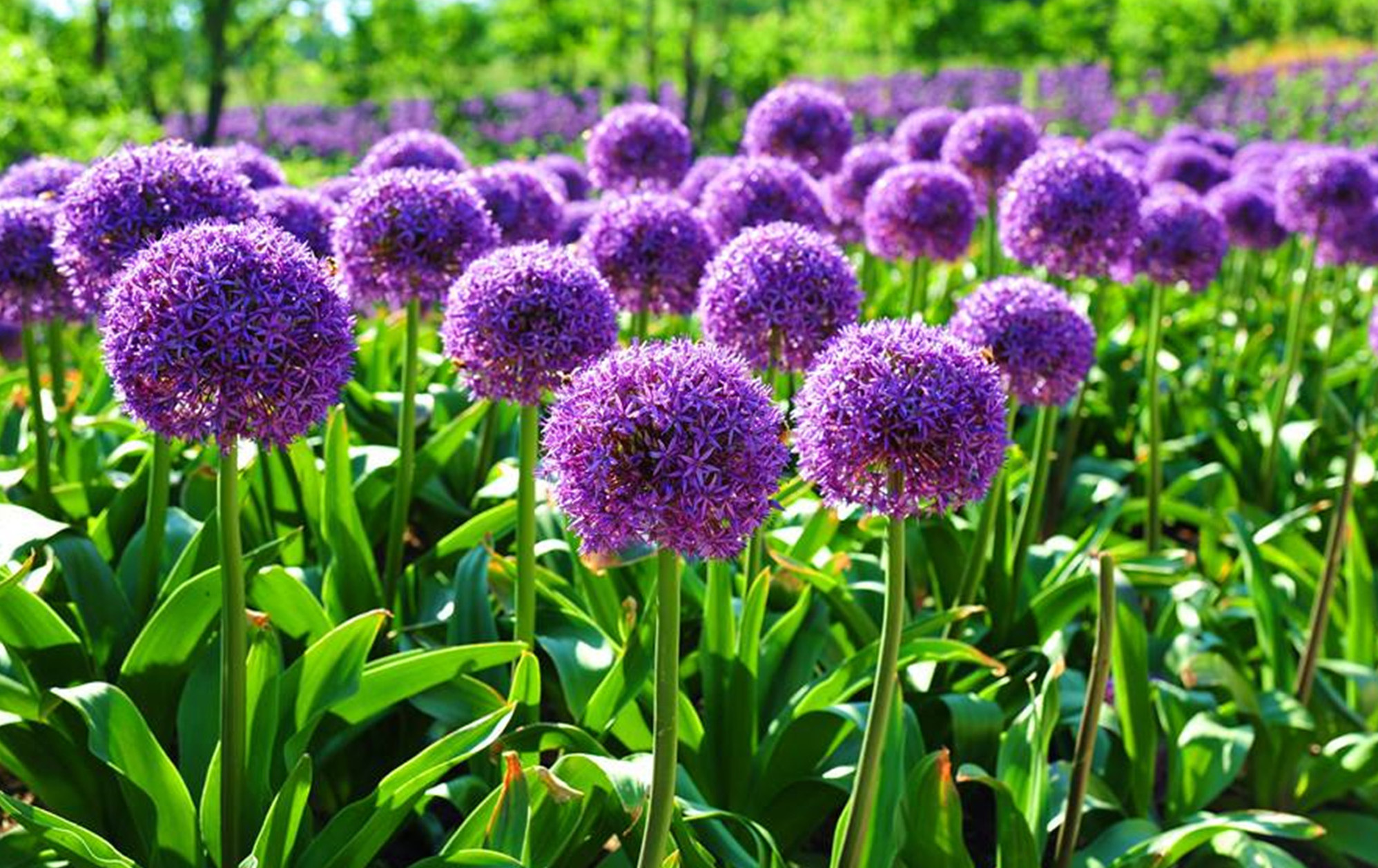  p>大花葱(学名: i>allium giganteum /i> regel)是百合科,葱属 a