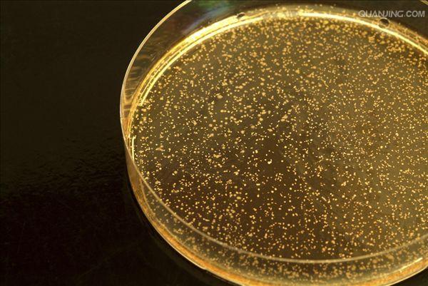 acid bacteria,lab)是一类能利用可发酵碳水化合物产生大量乳酸的细菌