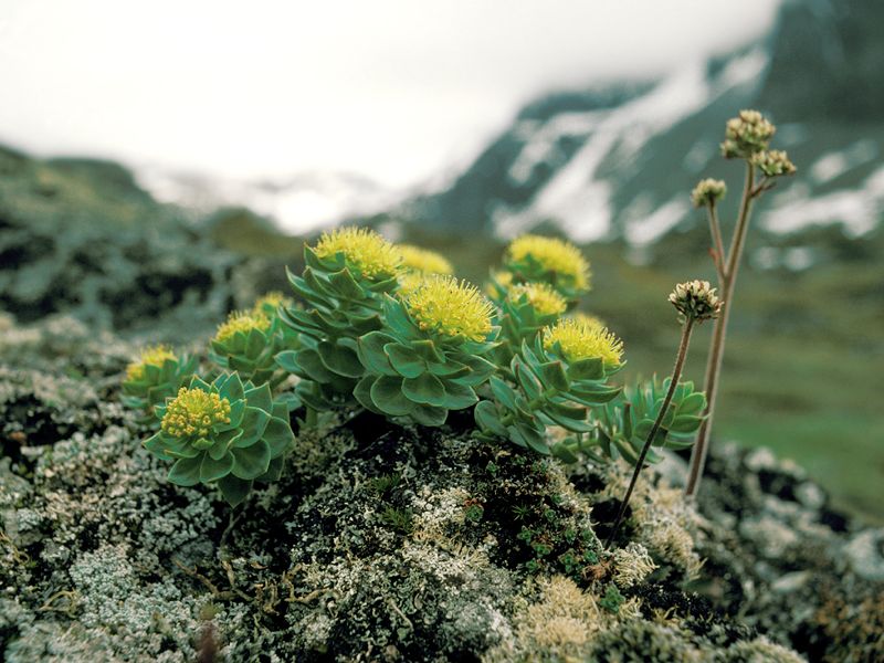  p>宽叶景天是多年生草本.地上根颈短,残存少数黑色花枝茎.