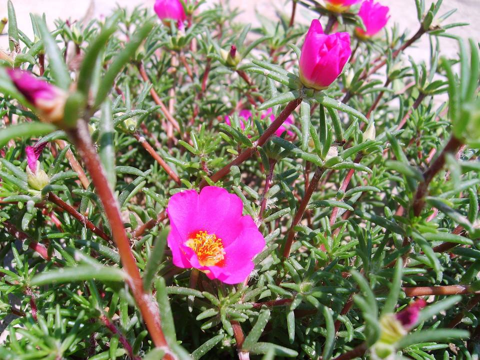 蚂蚱菜花